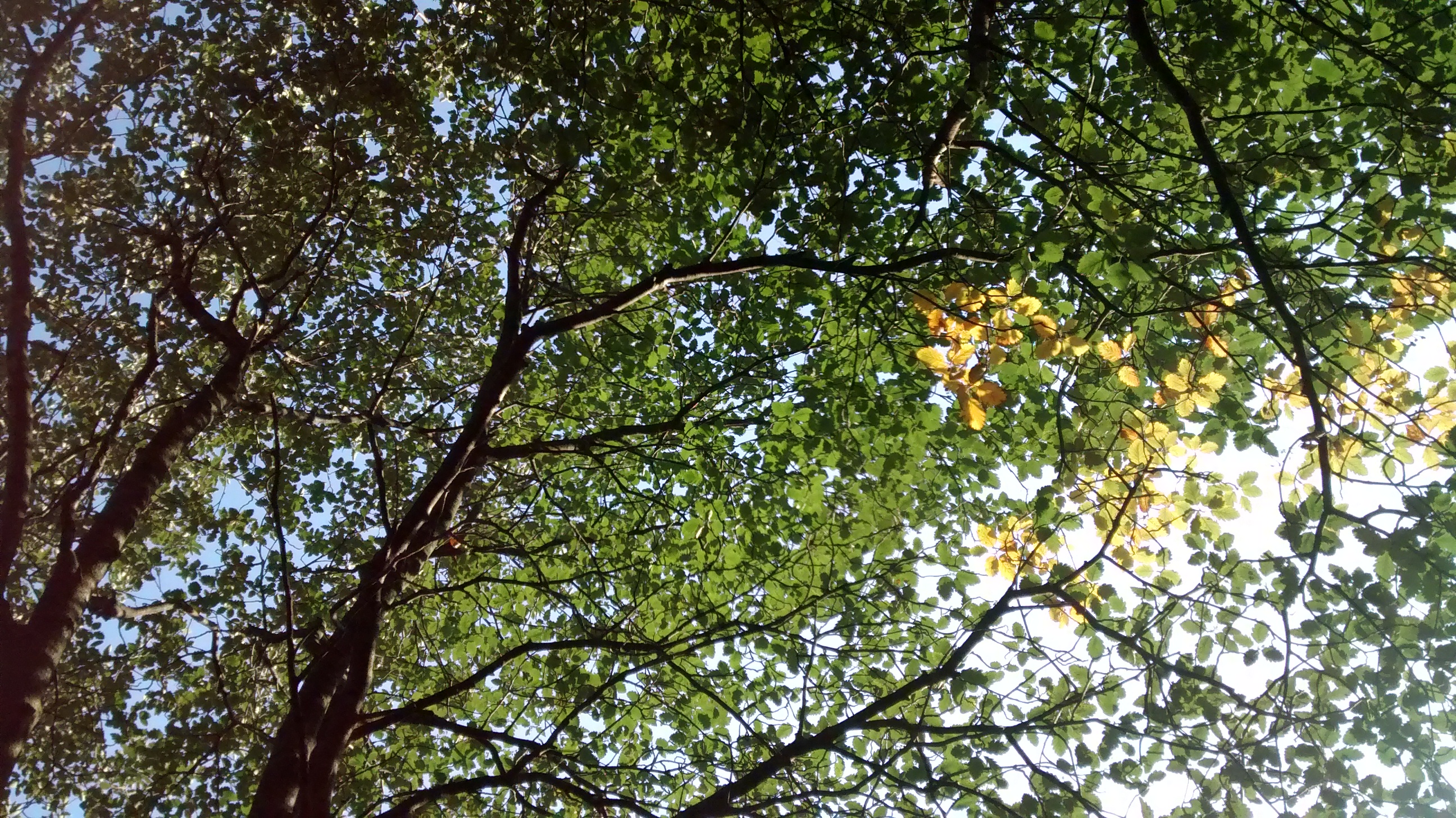 Deciduous trees. Most of the leaves are green, but a few are golden - touched by sun rays.