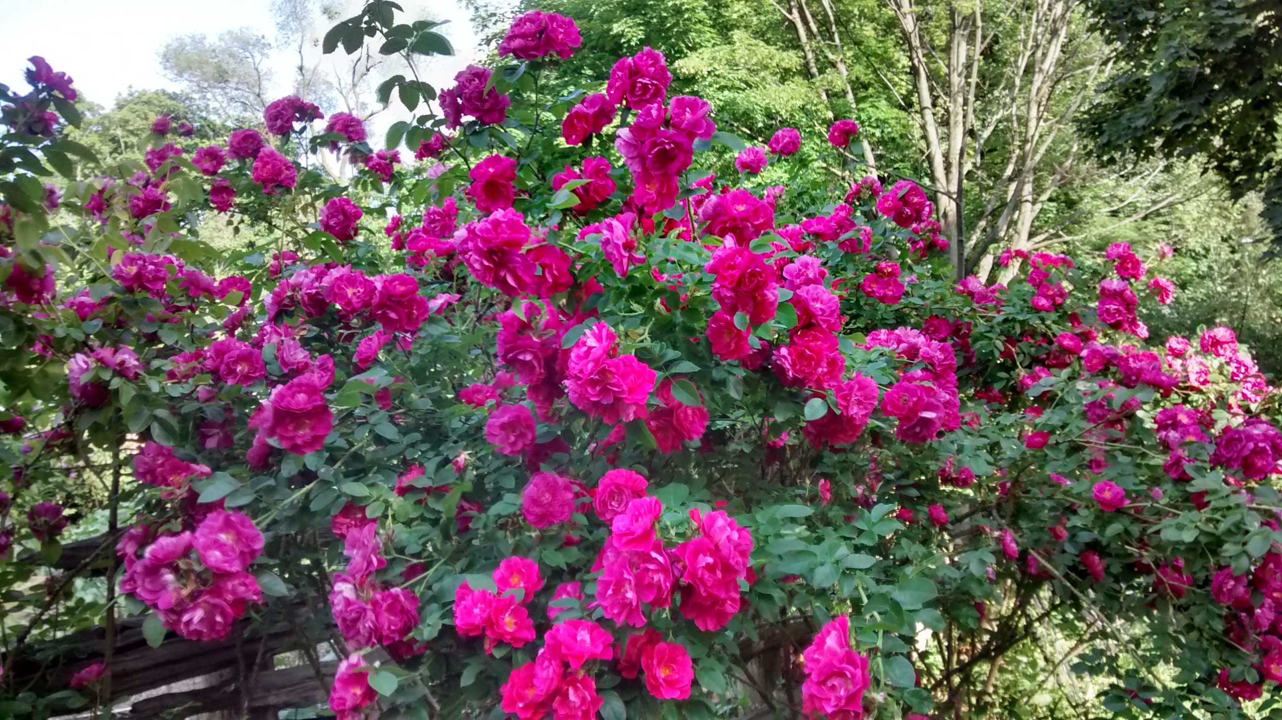 rose bush in full bloom