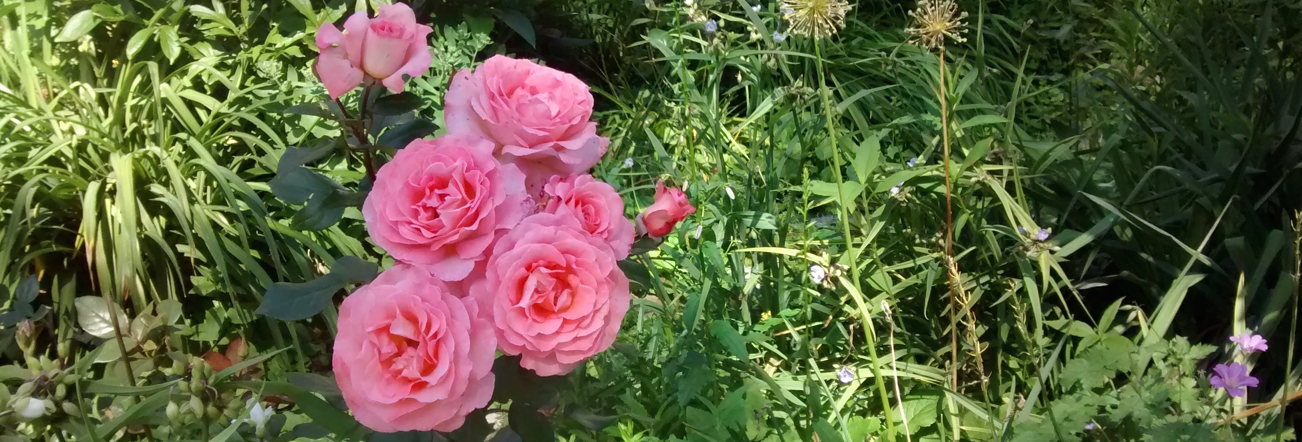 a small pink rosebush in bloom in the middle of a green garden